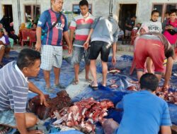 Idul Adha 2022, Pondok Pesantren Darul Aulya Sediakan Hewan Kurban Kesejumlah Masjid di Kota Kupang