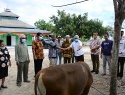 Pemkot Serahkan 16 Hewan Kurban untuk Masjid di Kota Kupang