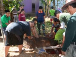 Hari Raya Idul Adha 1443H, IKMSS Memotong 11 Ekor Hewan Qurban