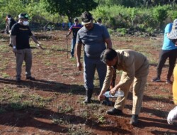 Tekan Laju Inflasi dan Gizi Buruk, Pemkot Kupang Mulai Tanami Lahan Kosong