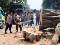 Gerak Cepat Kapolres Kupang Bersama Anggota Dibantu Personil TNI Bahu Membahu Evakuasi Pohon Tumbang di Jalan Timor Raya
