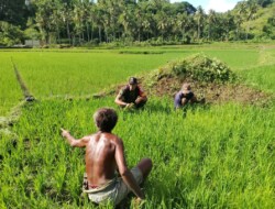 Penuh Keakraban, Babinsa Desa Waelibo Komsos dengan Petani di Sawah