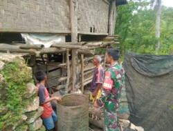 Babinsa Koramil 01/Loli Pantau dan Cek Kesehatan Ternak Milik Warga