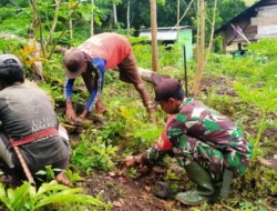 Tingkatkan Ekonomi Warga Desa Doka Kaka Babinsa Koramil 01/Loli Beri Bibit Tanaman Kelo