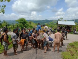 Babinsa Koramil 1613-01/Loli Bantu Cari Kerbau Warga yang Hilang