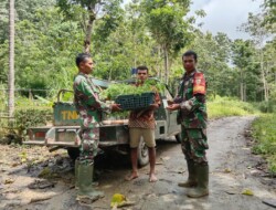 Babinsa Koramil 1613-01/Loli Serahkan 100 Bibit Kelor Kepada Masyarakat