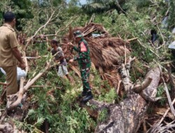Bersama Warga,Babinsa 1613-03 Katikutana Singkirkan Pohon Tumbang Yang Menimpa Rumah Warga