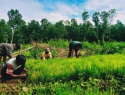 Melalui Komsos,Babinsa 1613 – 03/Katikutana Beri Motivasi Para Petani