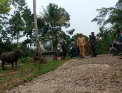 Babinsa Koramil 1613-01/Loli Lakukan Pendampingan Penandaan dan Pendataan Ternak (PPT) Milik Warga