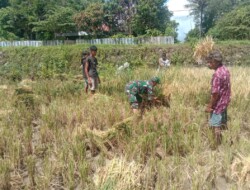 Babinsa Koramil 1613-01/Loli Ikut Panen Padi di desa Tanarara