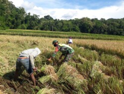 Jalin Keakraban,Babinsa Koramil 1613 -02/ Walakaka Bantu Petani Panen Padi