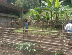 Babinsa Koramil 1613-01/Loli, Ajak Warga Manfaatkan Pekarangan Rumah Tanam Sayur