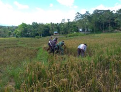 Babinsa Koramil 1613 – 01/Loli Bantu Petani Panen Padi
