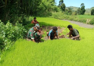 Babinsa Koramil 1613 – 02/Walakaka Bantu Petani Cabut Bibit Padi Siap Tanam