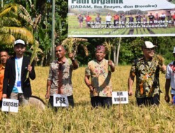PT Ekosis Gandeng Keuskupan Ruteng Gelar Panen Perdana Padi Organik