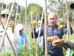 Panen Perdana Lahan Hortikultura, Gubernur Viktor Laiskodat Dorong Pengembangan Petani Milenial