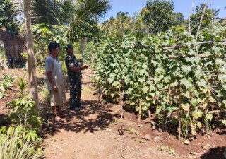 Beri Motivasi,Babinsa Koramil 1613 – 02/Walakaka Lakukan Komsos dengan Petani Sayur