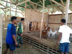 Babinsa 1613 – 02/Walakaka Beri Motivasi kepada Peternak Kambing di Wilayah Binaan