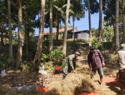 Jalin Keakraban,Babinsa 1613 -02/Walakaka Bantu Petani Rontok Padi