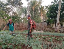 Babinsa 1613 – 03/Katikutana Lakukan Komsos dengan Petani Sayur