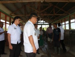 Bupati Yohanis Dade Tinjau Pusat Pengembangan Peternakan Babi (Breading)