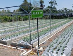Dari Lahan Kering Jadi Lahan Harapan: Inovasi Pupuk Cair Bikin Petani Desa Mata Air Tersenyum