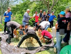 LSM Sejahtera Desaku Memperkenalkan Inovasi Baru Dalam Teknologi Pakan Babi di Desa Timbu, Kecamatan Cibal Barat, Kabupaten Manggarai, NTT