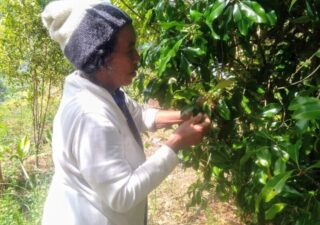 Agustinus Ampur Setelah Pensiun Tekuni Profesi Petani