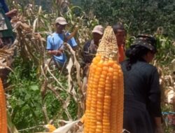 Panen Raya Jagung TEKAD di Riung