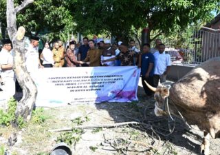 Wali Kota Kupang Serahkan 19 Hewan Kurban, Tegaskan Semangat Keikhlasan dan Harmoni Keberagaman