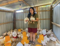 KPB Demplot Perak Cibal Raih Omzet Rp58 Juta dari Budidaya Ayam Broiler, Anggota Nikmati Bagi Hasil hingga Rp2,25 Juta
