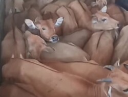 Bibit Sapi Bali Tiba 230 Ekor, Cipto Keraf Lompat Jauh Dari Adendum 150 Ekor
