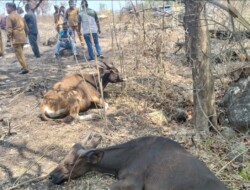 Tiba Sehari di Wulokolo Flotim, Sapi Big Push 40 Ekor Mati, 7 Hilang