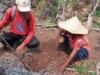 Dinas Perkebunan Flotim Dapat Kucuran Rp53,625.040.000 APBN 2026 Danai 5 Tanaman Mahal di Pasar