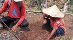 Para petani Mente di Balaweling 1 Solor Barat yang tergabung dalam Poktan Lamalewo, salah satu Poktan yang sedang menggali lubang siap tanam Mente bantuan Pusat, yang terkoordinasi melalui Bidang Produksi, Pengolahan dan Pemasaran Hasil Perkebunan, Dinas Perkebunan dan Peternakan (Disbunter) Flotim, dengan kucuran APBN tahun 2026 sebesar Rp53 M lebih. Kegiatan ini didampingi Tim Disbunter Flotim pada 8 Oktober 2026: Foto (AM/OLA/Ranakanews.com)