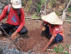 Dinas Perkebunan Flotim Dapat Kucuran Rp53,625.040.000 APBN 2026 Danai 5 Tanaman Mahal di Pasar