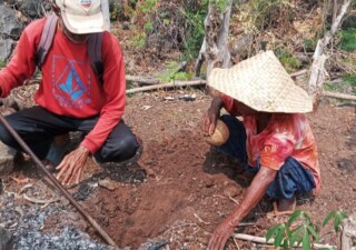 Para petani Mente di Balaweling 1 Solor Barat yang tergabung dalam Poktan Lamalewo, salah satu Poktan yang sedang menggali lubang siap tanam Mente bantuan Pusat, yang terkoordinasi melalui Bidang Produksi, Pengolahan dan Pemasaran Hasil Perkebunan, Dinas Perkebunan dan Peternakan (Disbunter) Flotim, dengan kucuran APBN tahun 2026 sebesar Rp53 M lebih. Kegiatan ini didampingi Tim Disbunter Flotim pada 8 Oktober 2026: Foto (AM/OLA/Ranakanews.com)
