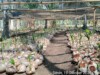 Bantuan Bibit Kakao Rp30 M Untuk 500 ha & Kelapa Rp990 juta Bagi 600 ha, Telah Siap Tanam