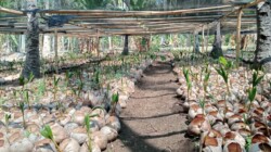 Sentra perbenihan Kelapa milik Dinas Perkebunan Kabupaten Flores Timur di Desa Waitukan Adonara Barat Flores Timur: Foto (AP/OLA/Ranakanews.com)