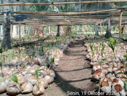 Bantuan Bibit Kakao Rp30 M Untuk 500 ha & Kelapa Rp990 juta Bagi 600 ha, Telah Siap Tanam