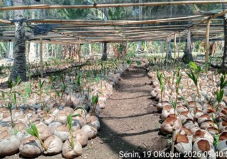 Sentra perbenihan Kelapa milik Dinas Perkebunan Kabupaten Flores Timur di Desa Waitukan Adonara Barat Flores Timur: Foto (AP/OLA/Ranakanews.com)