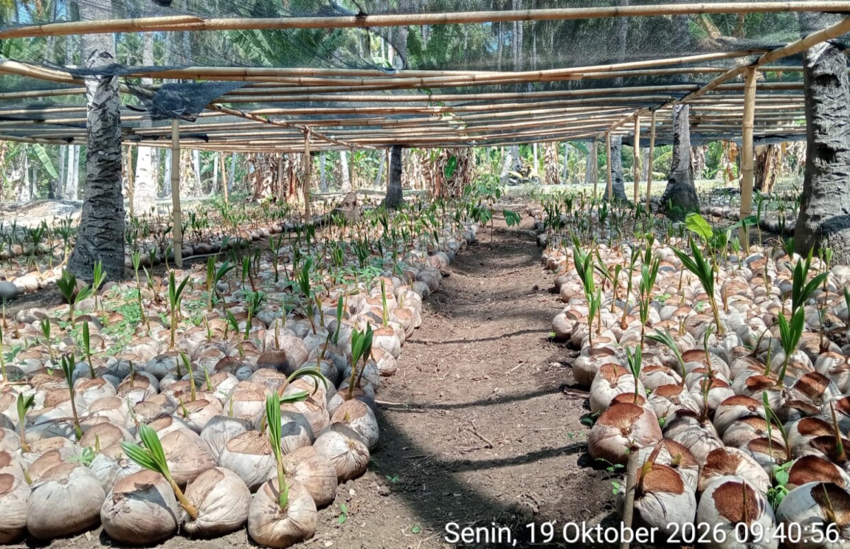 Sentra perbenihan Kelapa milik Dinas Perkebunan Kabupaten Flores Timur di Desa Waitukan Adonara Barat Flores Timur: Foto (AP/OLA/Ranakanews.com)